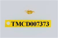 藏品(雙色澤蟹)的圖片